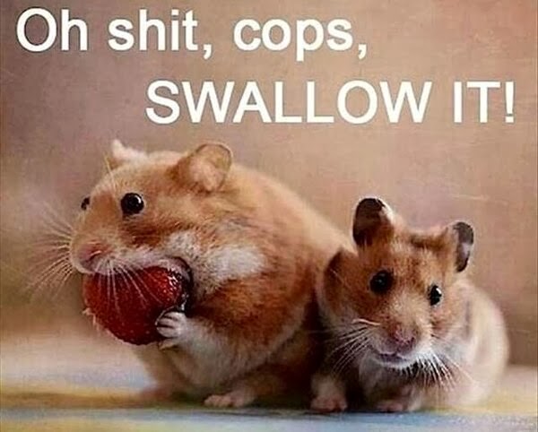 Funny Mouse Meme Oh Shit Cops Swallow It Photo