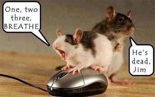 Funny Mouse Meme One Two Three Breath He's Dead Jim Picture