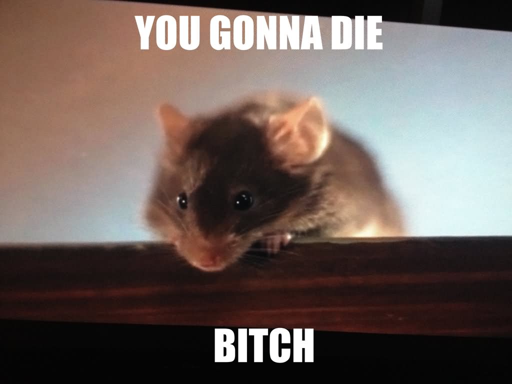 25 Most Funniest Mouse Meme Pictures And Images Of All The Time.