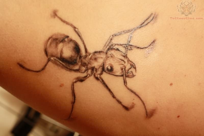 Grey And White Ant Tattoo