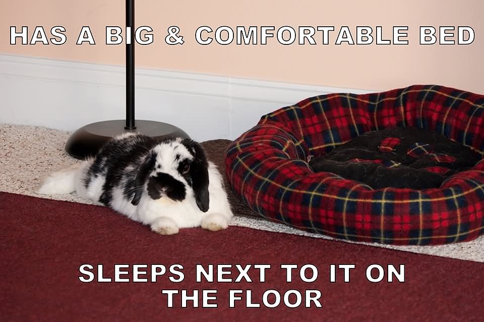 Has A Big & Comfortable Bed Sleeps Next To It On The Floor Funny Bunny Meme Image