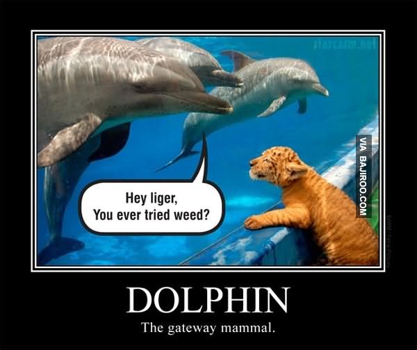 Hey Liger You Ever Tried Weed Funny Dolphin Meme Image