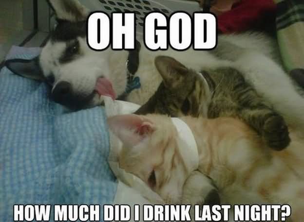 Oh God How Much Did I Drink Last Night Funny Dog Meme Photo