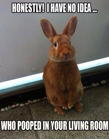 Honestly I Have No Idea Who Pooped In Your Living Room Funny Bunny Meme Image