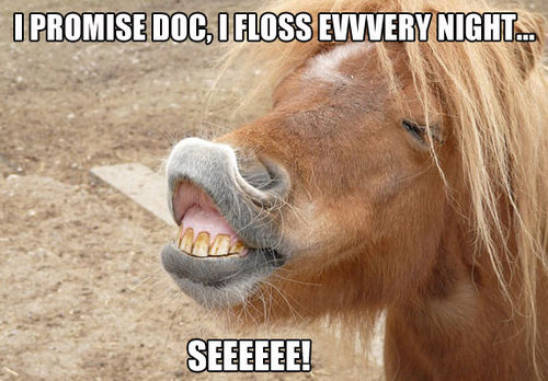 Horse Very Funny Teeth Meme Picture For Facebook