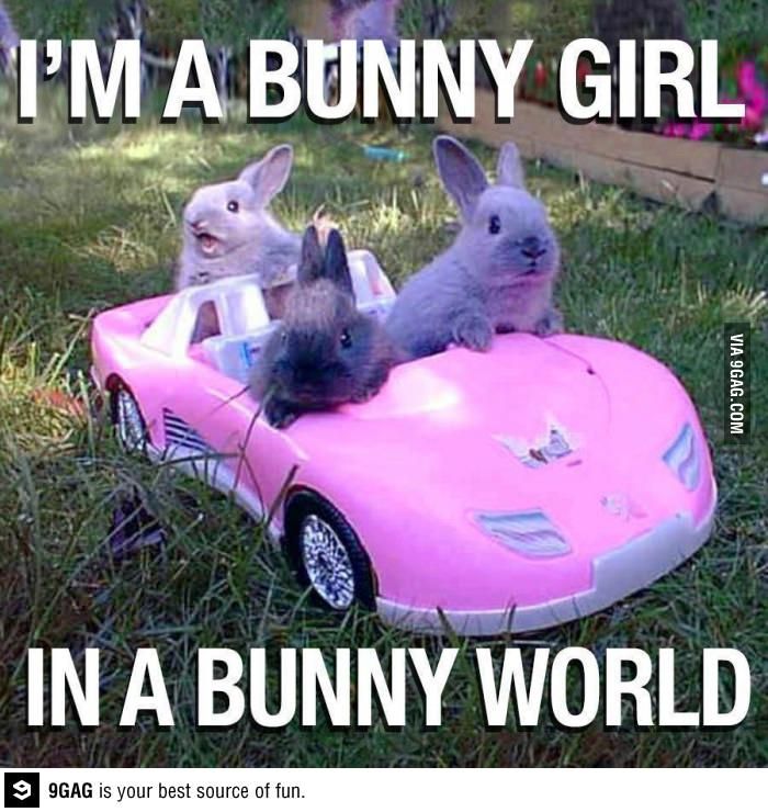 I Am A Bunny Girl In A Bunny World Funny Meme Image