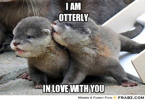 I Am Otterly In Love With You Funny Love Meme Image