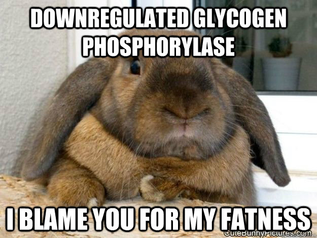I Blame You For My Fatness Funny Bunny Meme Photo