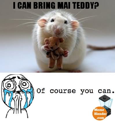 I Can Bring Mai Teddy Funny Mouse Meme Image