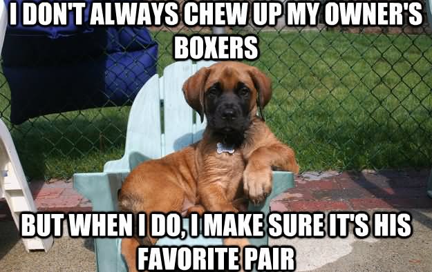 I Don't Always Chew Up My Owner's Boxers Funny Dog Meme Image