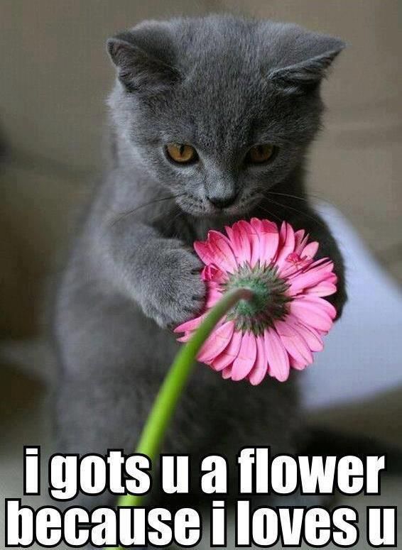 I Gots U A Flower Because I Loves U Funny Love Meme Picture