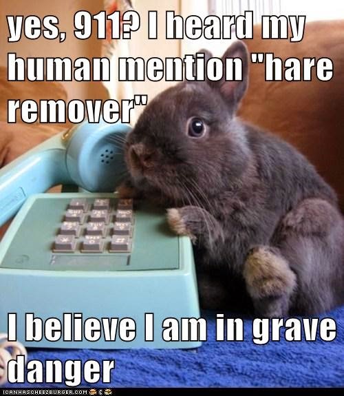 I Heard My Human Mention Hare Remover I Believe I Am In Grave Danger Funny Bunny Meme Image