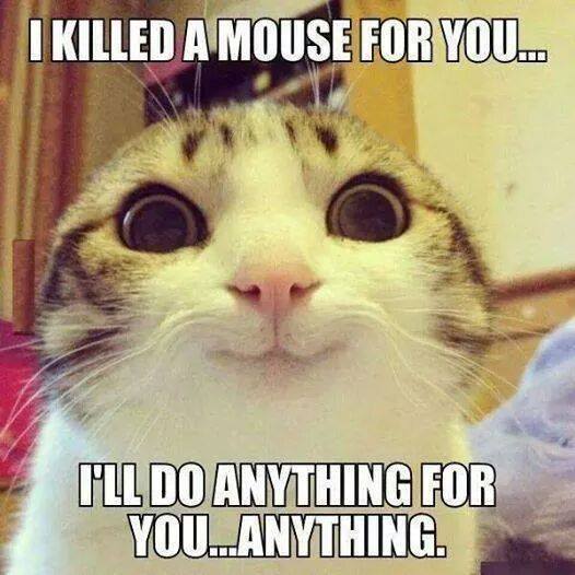 I Killed A Mouse For You I Will Do Anything For You...Anything Funny Mouse Meme Photo For Facebook
