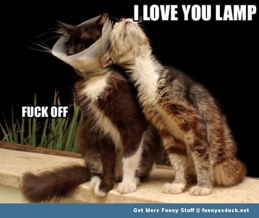 I Love Lamp Fuck Off Funny Love Meme Image