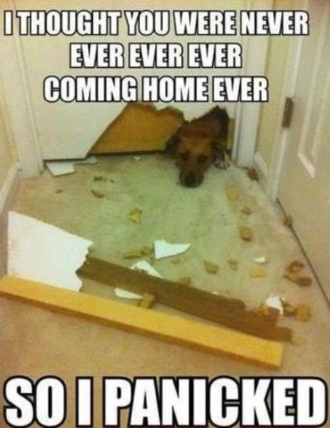 I Thought You Were Never Ever Ever Ever Coming Home Ever So I Panicked Funny Dog Meme Image