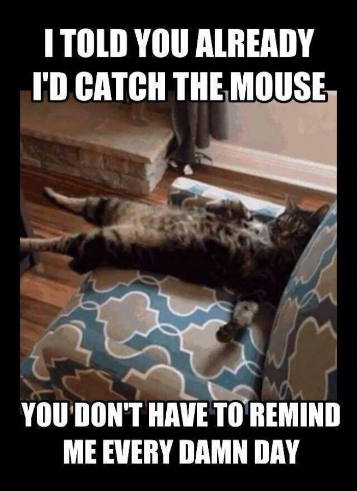 I Told You Already I'D Catch The Mouse You Don't Have To Remind Me Every Damn Day Funny Mouse Meme Image