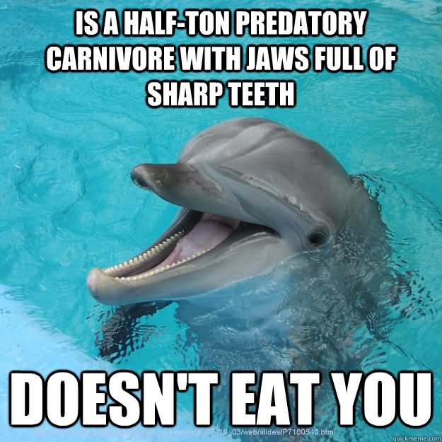 Is A Half-Ton Predatory Carnivore With Jaws Full OF Sharp Teeth Doesn't Eat You Funny Dolphin Meme Image