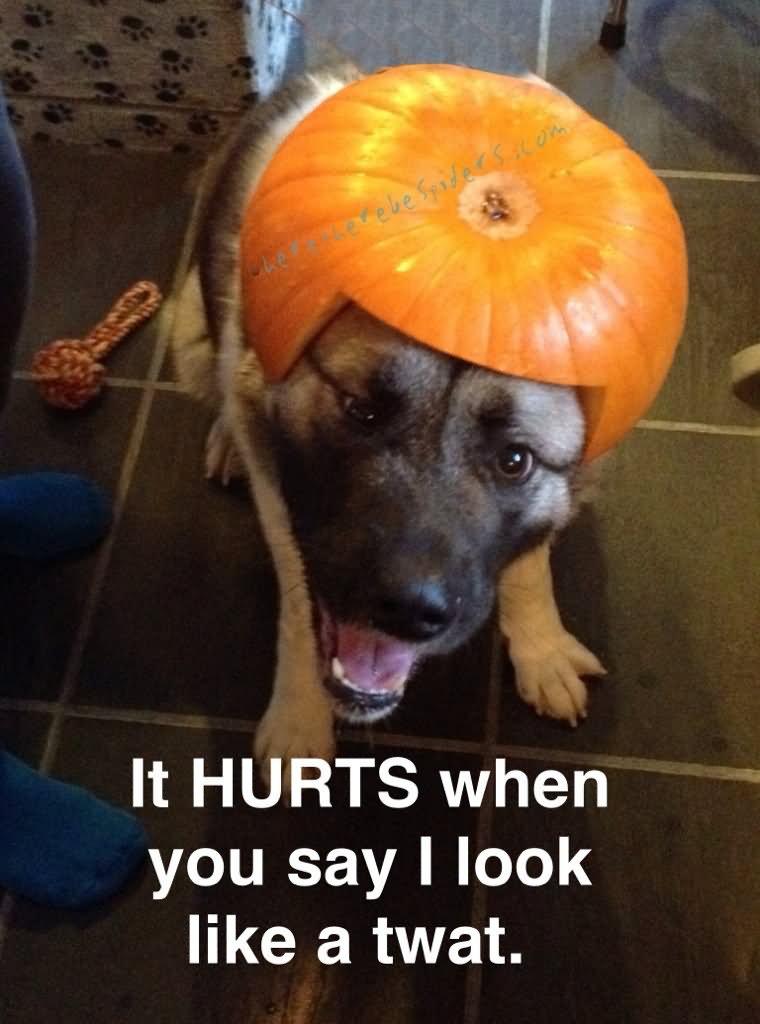 It Hurts When You Say I Look Like A Twat Funny Pumpkin Meme Image