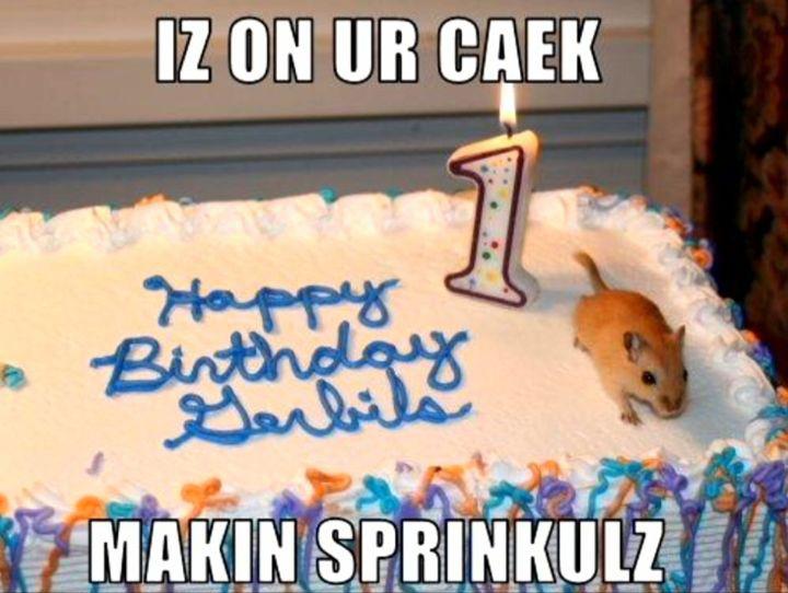Iz On Ur Cake Makin Sprinkulz Funny Mouse Meme Image