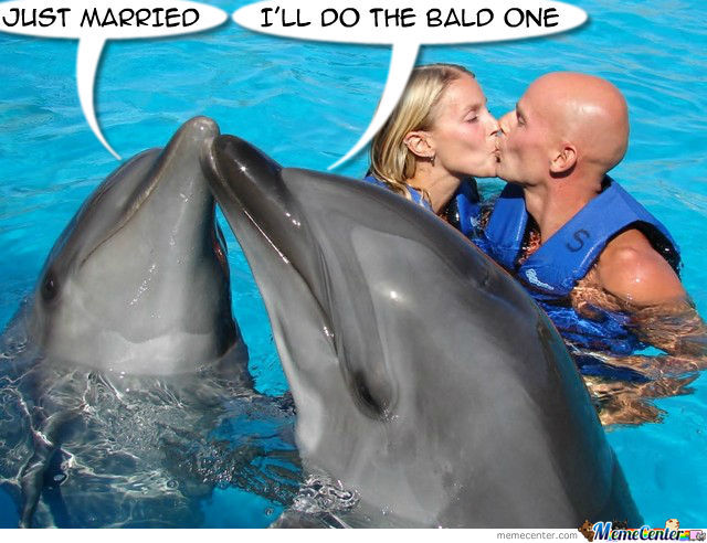 Jus Married I Will Do The Bald One Funny Dolphin Meme Picture