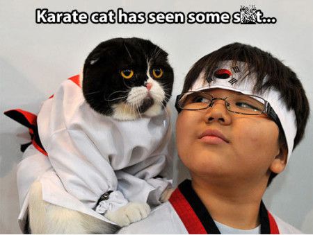 Karate Cat Has Seen Some Shit Funny Karate Meme Photo