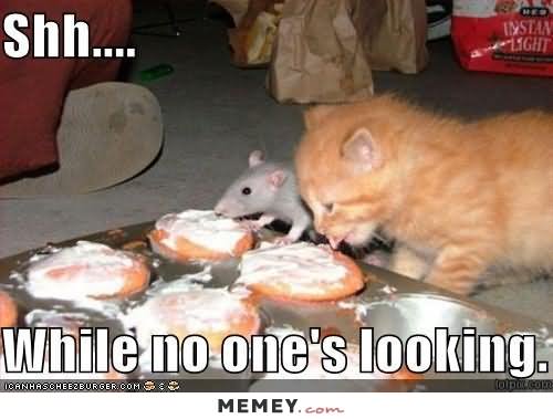 Kitten And Rat Eating Funny Meme Picture