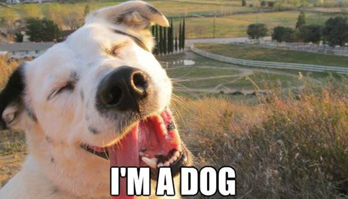 Laughing Dog Say I Am Dog Funny Meme Picture For Facebook