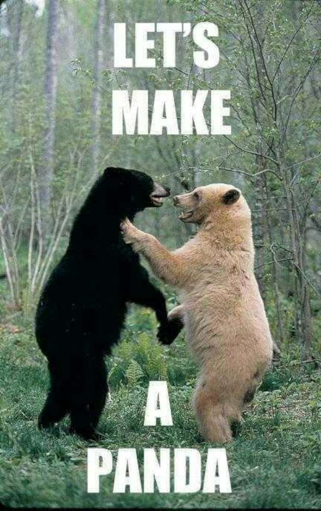 Let's Make A Panda Funny Love Meme Picture