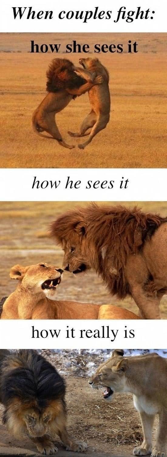 Lion Couple Fight Funny Meme Image