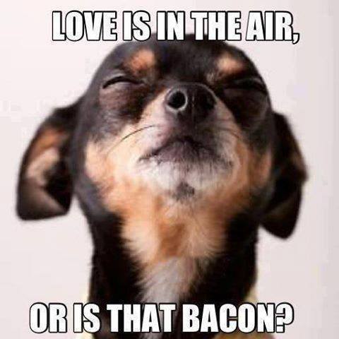 [Image: Love-Is-In-The-Air-Or-Is-That-Bacon-Funn...-Image.jpg]