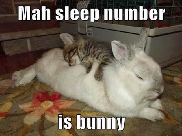 Mah Sleep Number Is Bunny Funny Meme Image