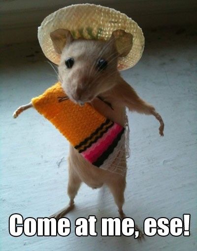 Mouse Say Come At Me Ese Very Funny Meme Image