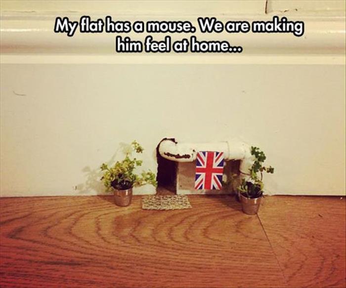 My Flat Has A Mouse We Are Making Him Feel At Home Funny Mouse Meme Image