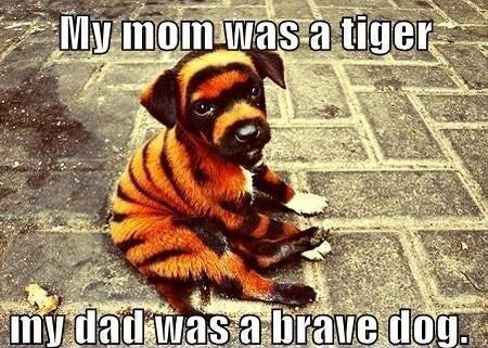 My Mom Was A Tiger My Dad Was A Brave Dog Funny Nonsense Meme Photo