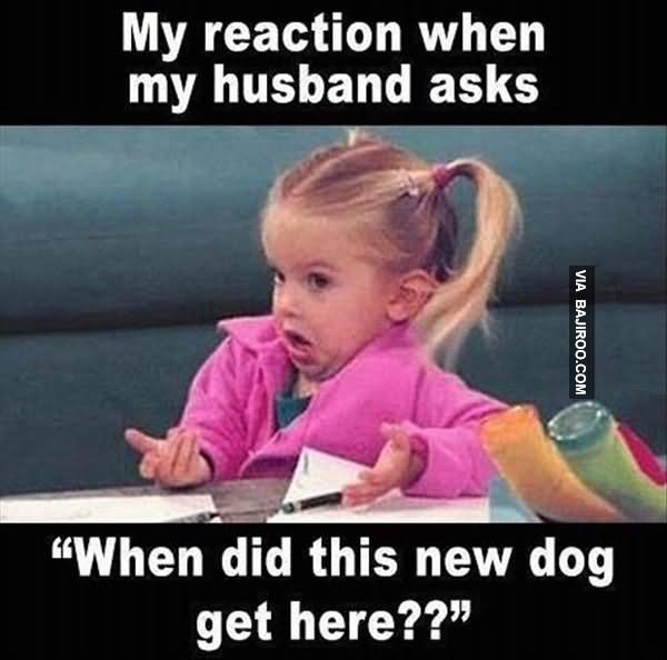 My Reaction When My Husband Asks When Did This New Dog Get Here Funny Love Meme Image