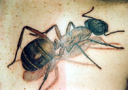 Nice Ant Tattoo Design
