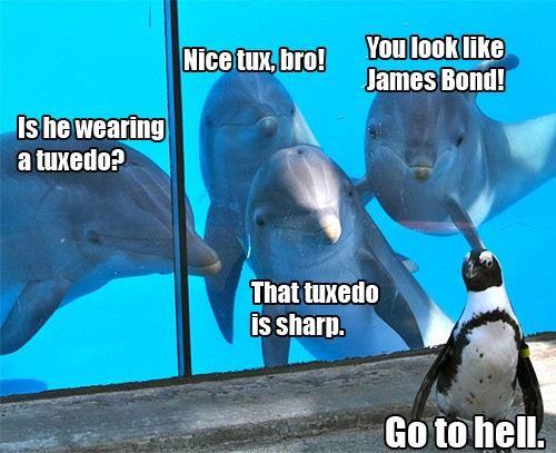 Nice Tux Bro You Look Like James Bond Funny Dolphin Meme Image