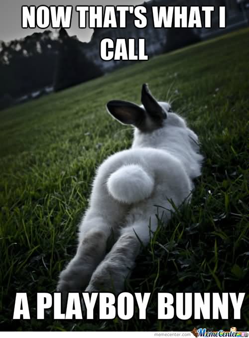 Now That's What I Call A Playboy Bunny Funny Meme Picture