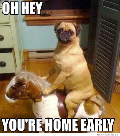 Oh Hey You Are Home Early Funny Dog Meme Image
