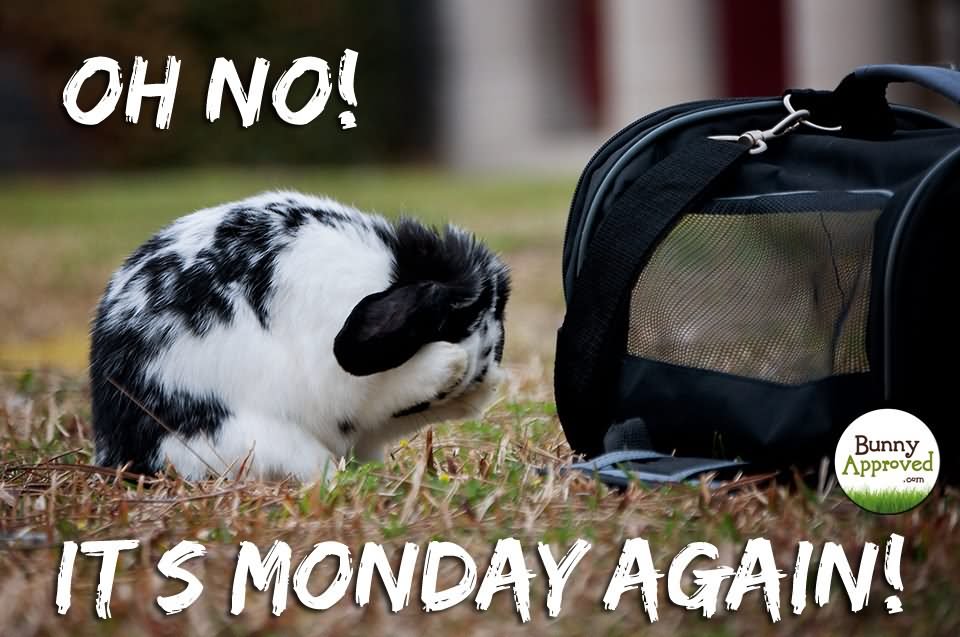 Oh No Its Monday Again Very Funny Bunny Meme Image