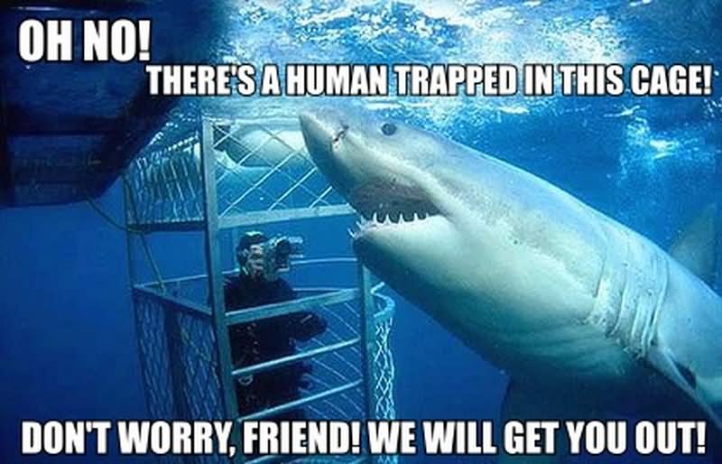 Oh No There's A Human Trapped In This Cage Don't Worry Friend We Will Get You Out Funny Dolphin Meme Image