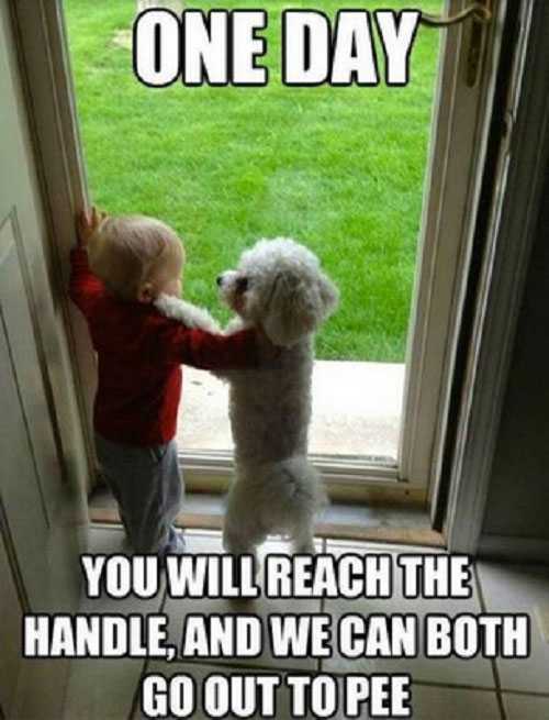 One Day You Will Reach The Handle And We Can Both Go Out To Pee Funny Dog Meme Image