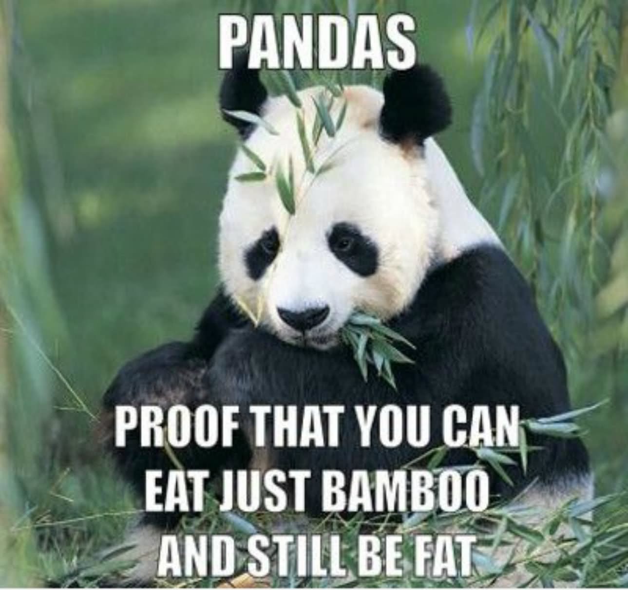 Pandas Proof That You Can Eat Just Bamboo And Still Be Fat Funny Eating Meme Image