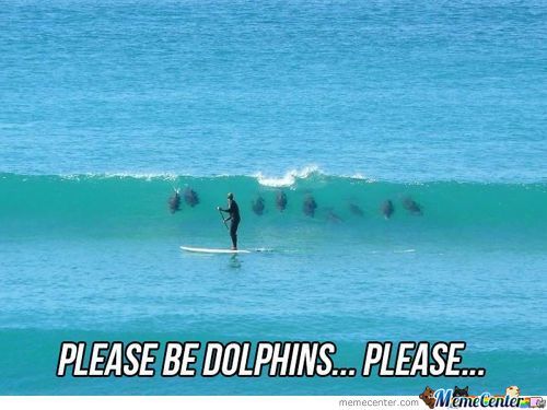 Please Be Dolphins... Please... Funny Dolphin Meme Image