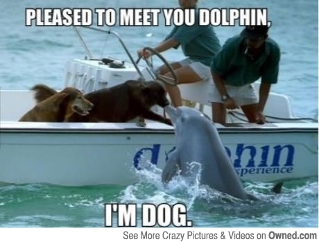 Pleased To Meet You Dolphin I Am Dog Funny Dolphin Meme Picture