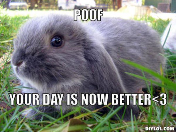 Poof Your Day Is Now Better Funny Bunny Meme Photo