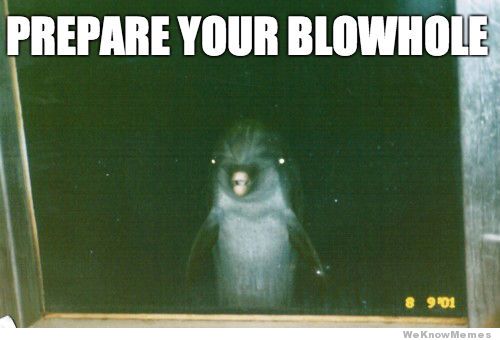 Prepare Your Blowhole Funny Dolphin Meme Image