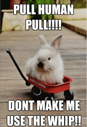 Pull Human Pull Dont Make Me Use The Whip Funny Bunny Meme Picture