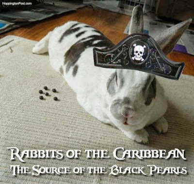 Rabbits Of The Caribbean The Source Of The Black Pearls Funny Bunny Meme Image