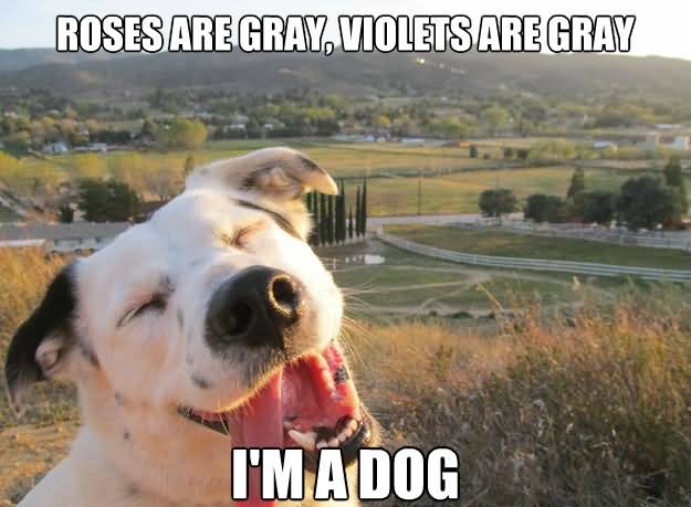 Roses Are Gray Violets Are Gray I Am Dog Funny Dog Meme Picture
